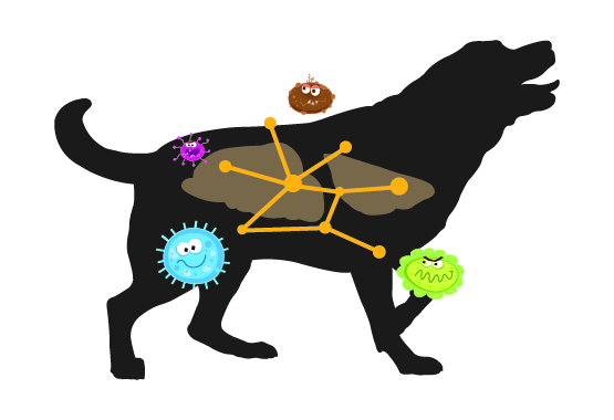 An illustrated image of a dog showing its internal organs and bacteria around it