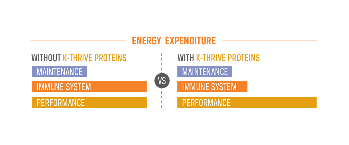 WHY INFLAMMATION MAKES YOU TIRED