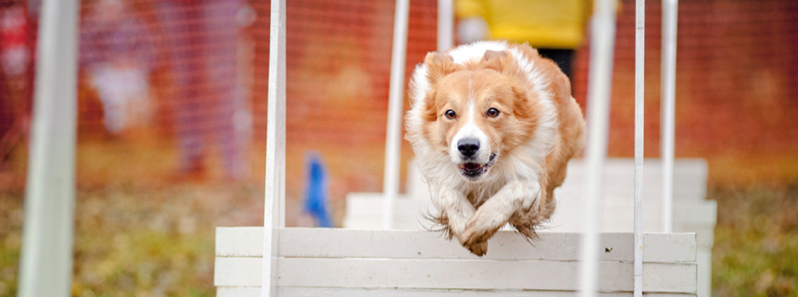 A dog jumping