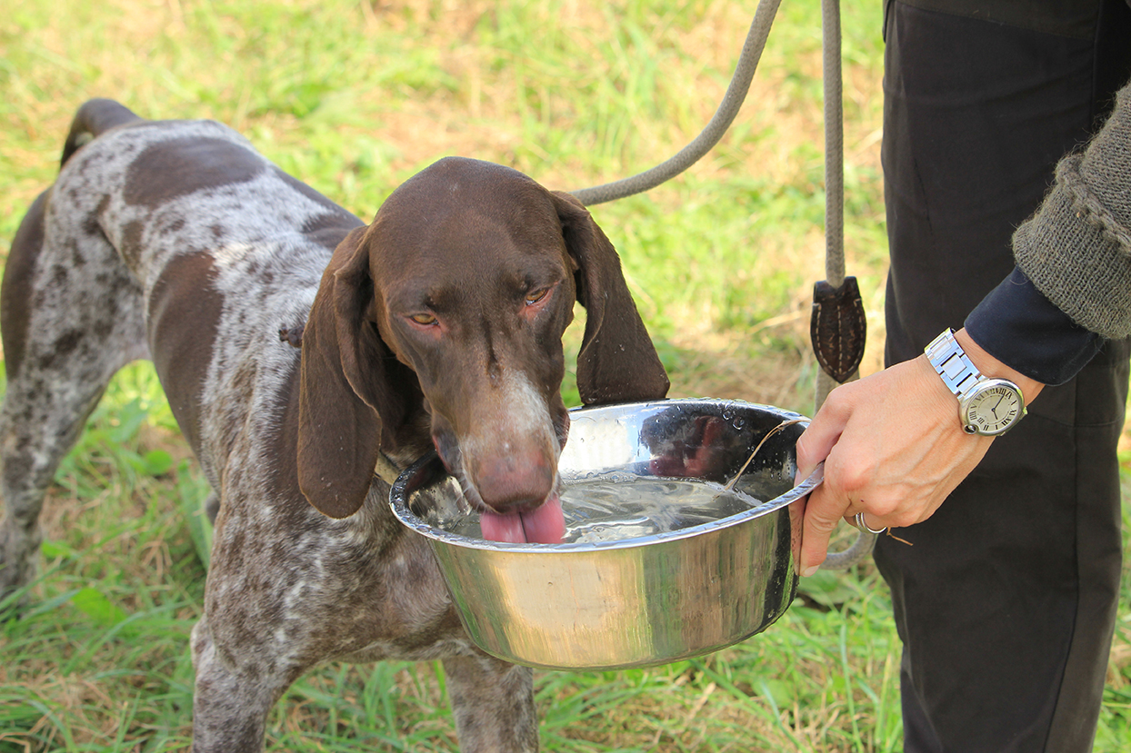 Ensure proper hydration for your working dog