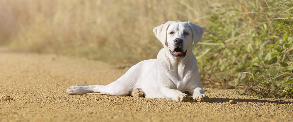 7 Reasons Why Dog Owners Are Switching To WINPRO Blood Protein Supplements.