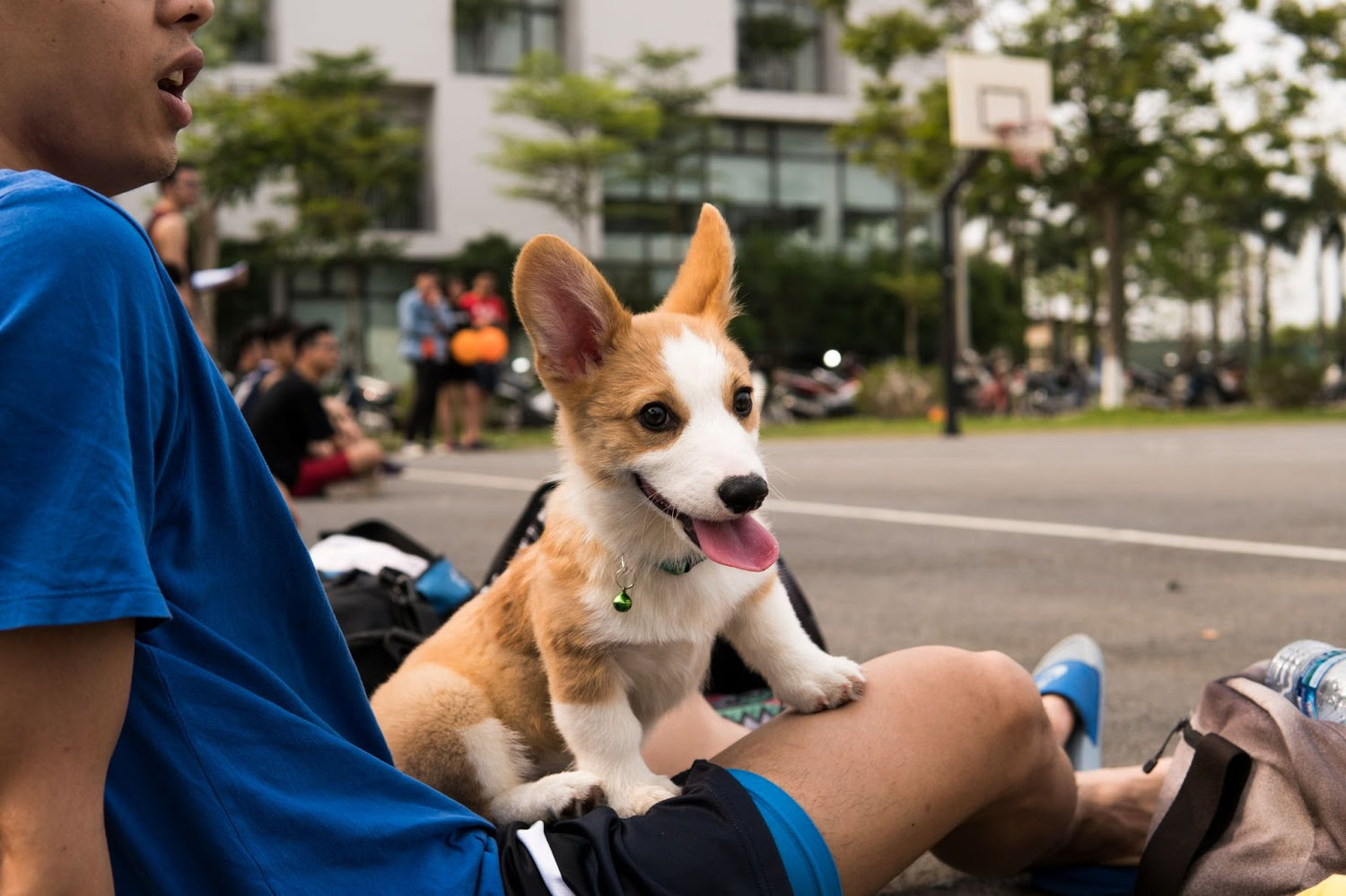 Ear Infections In Dogs: Remedies for Dog Ear Infections