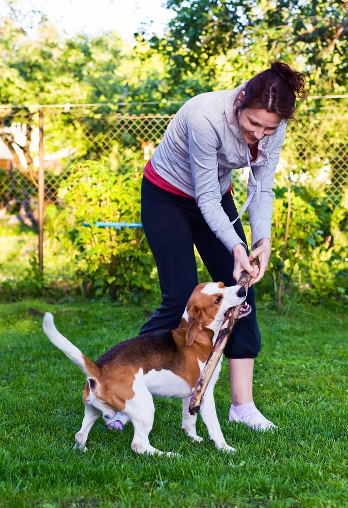 BEAGLE TRAINING IN A PARK