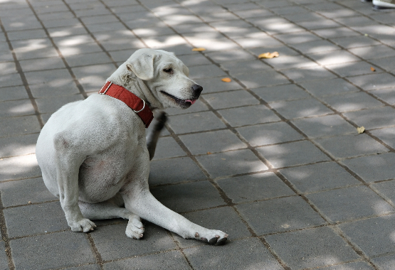 Dog Itching Ear