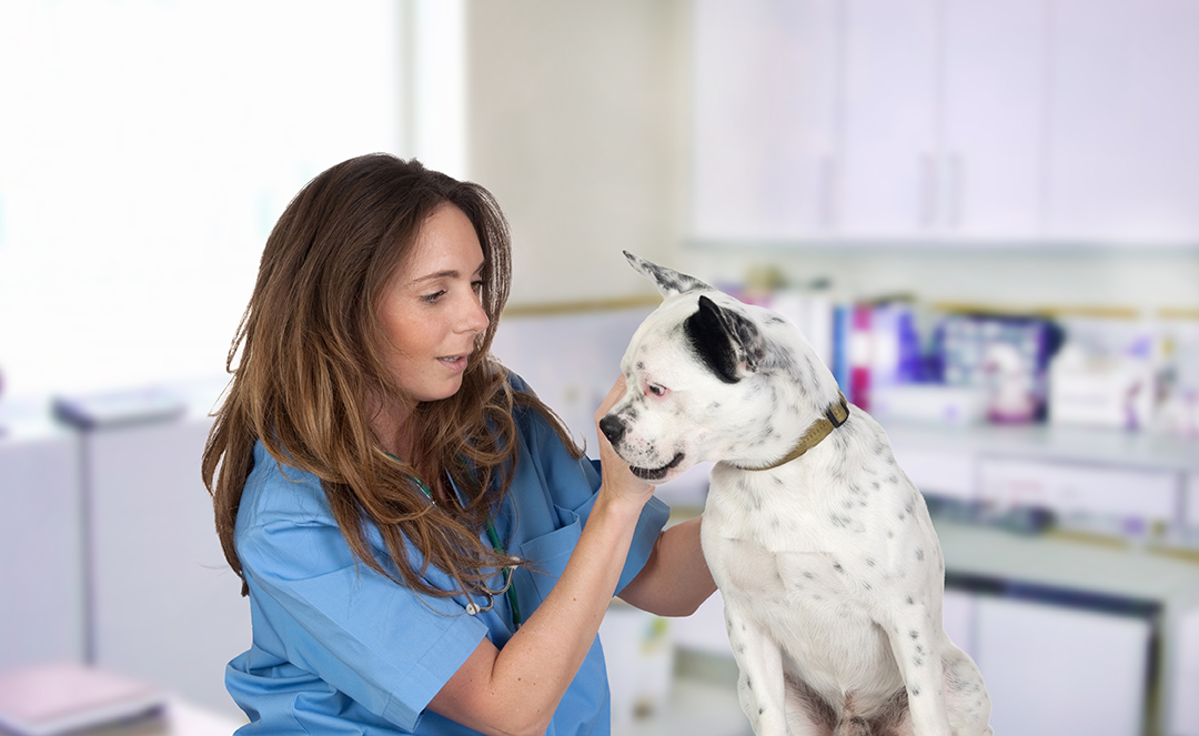 lady vet examining a dog