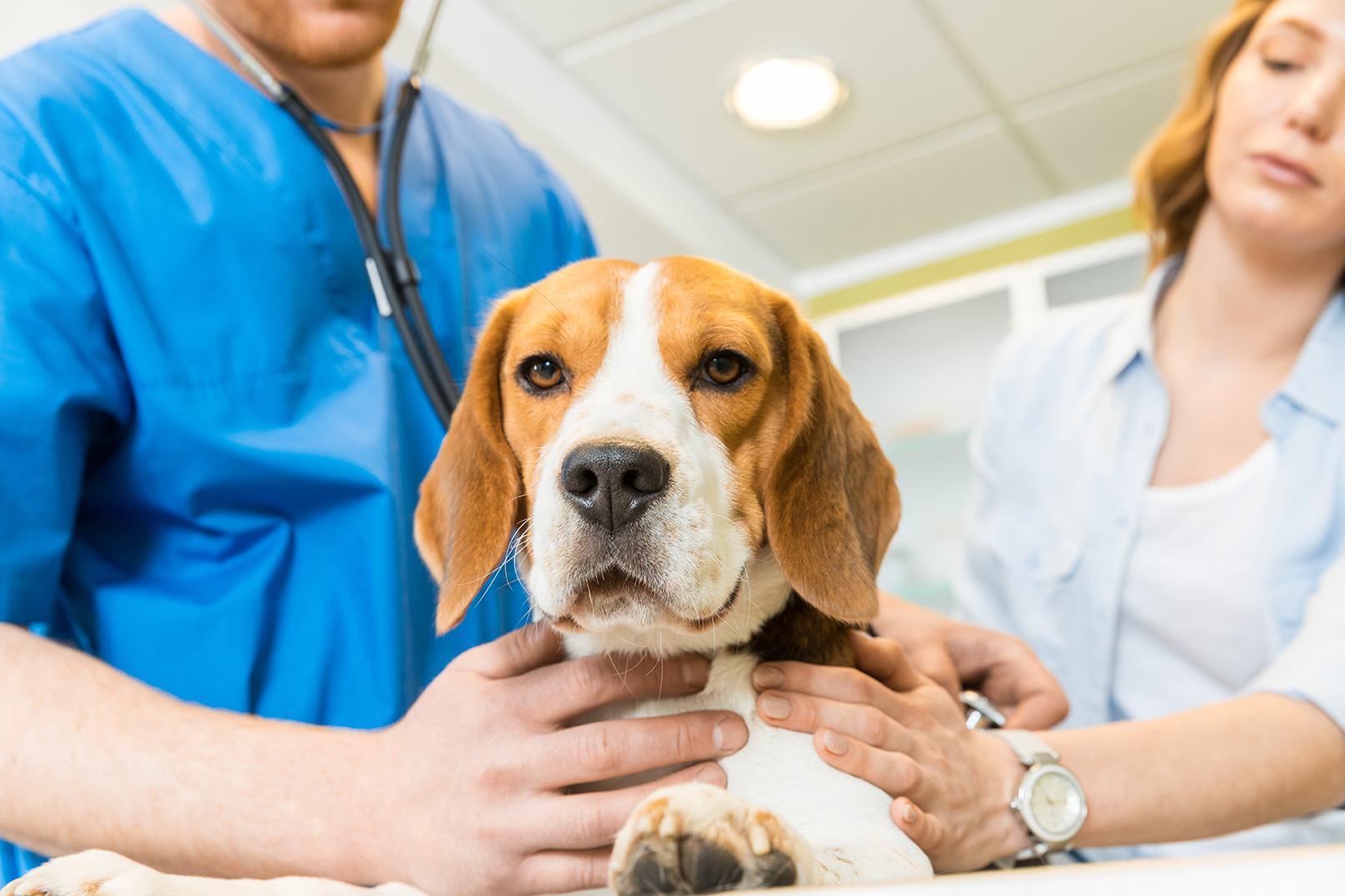 a vet examining a dog