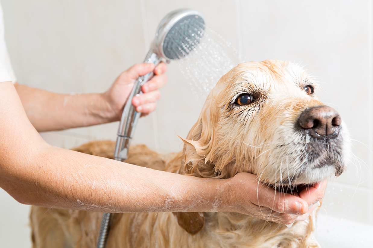 A dog taking a bath