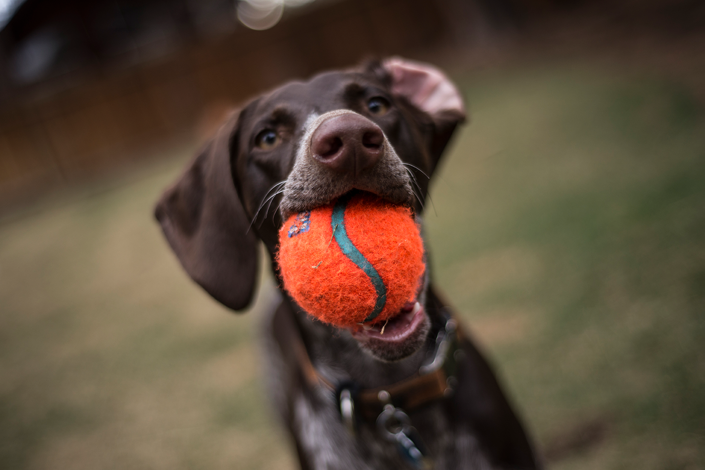 A black dog biting a ball