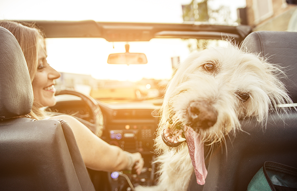 A woman and dog in a car