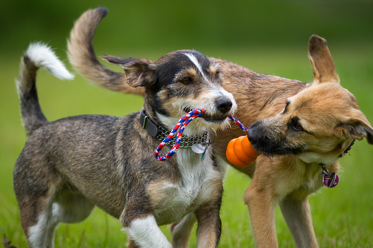 Two dogs fighting for a toy