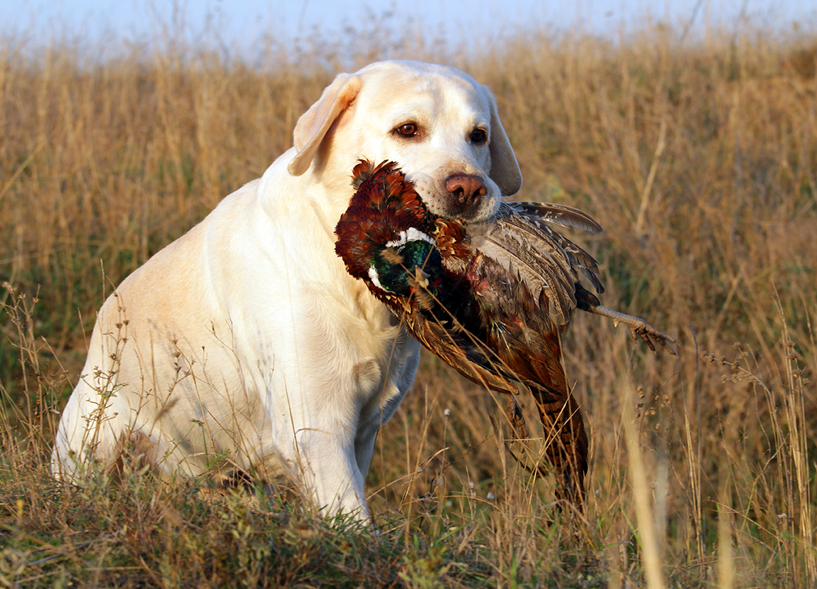 A white dog biting a bird