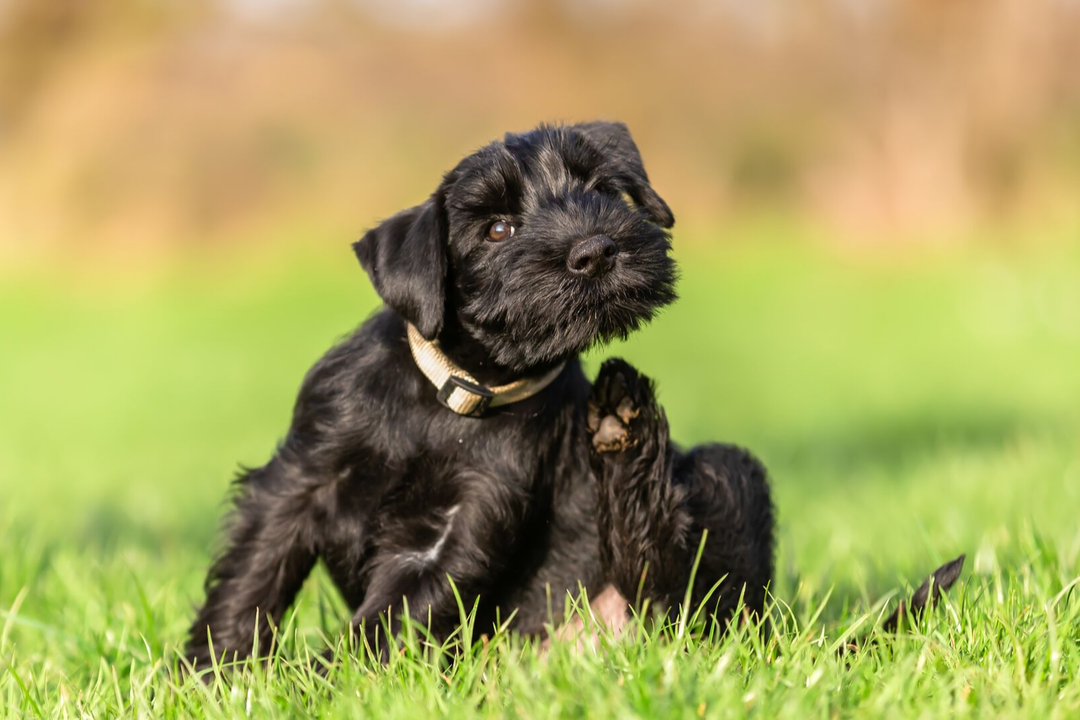 ITCHY SCHNAUZER