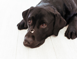 DOG WITH RING ON NOSE