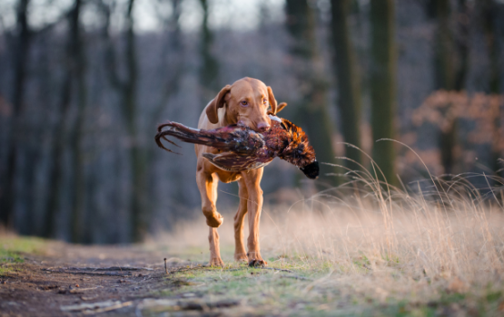 HUNTING HOUND RETRIEVING GAME