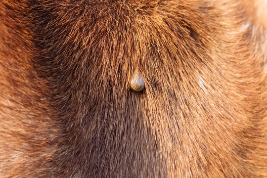 TICK EMBEDDED IN DOG FUR