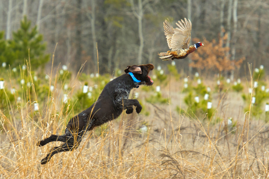 HUNTING DOG