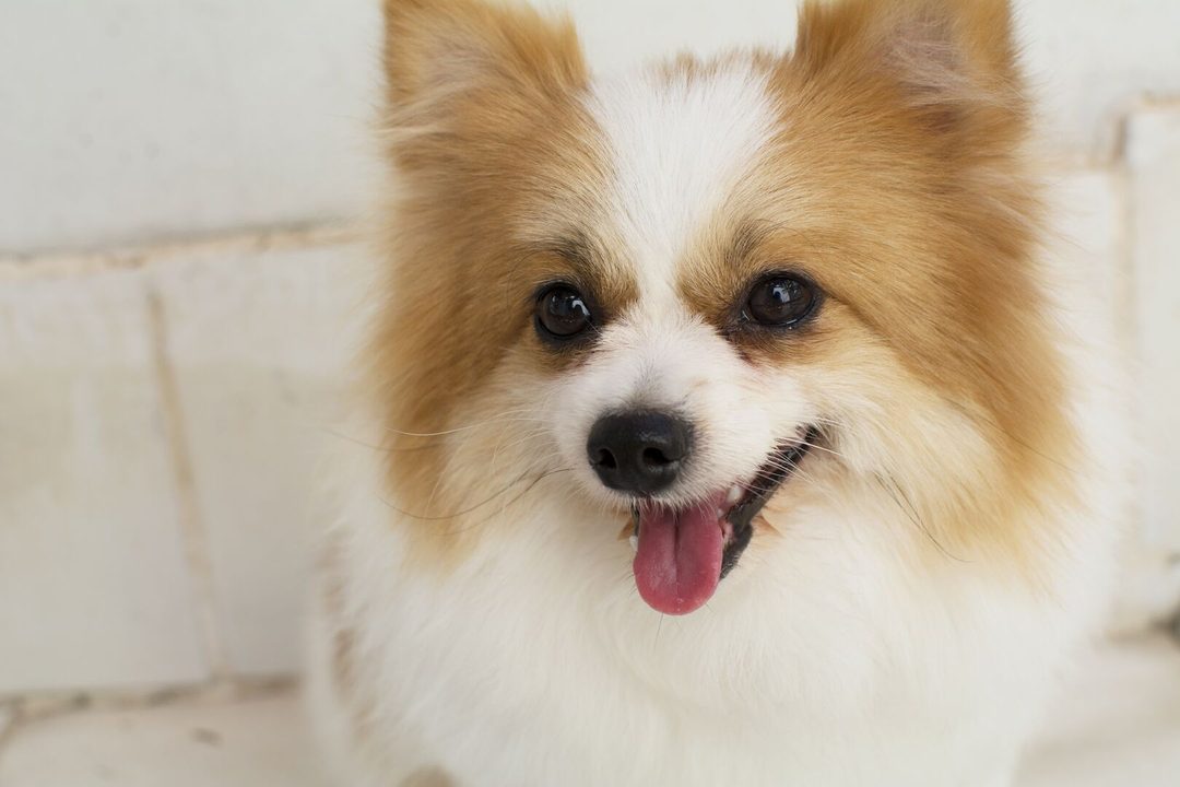 ALERT CORGI PUPPY 