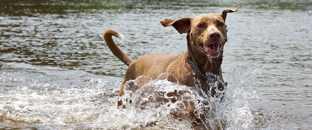 How to Keep Your Dog Cool and Comfortable in the Heat