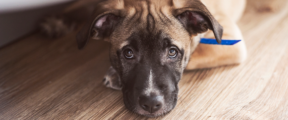 Noise Anxiety and Your Dog:  Handling Fireworks and Thunderstorms