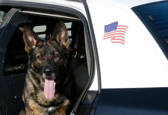 K9 IN POLICE CAR