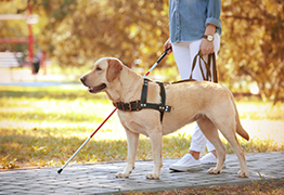 Service Dog in Park with Owner