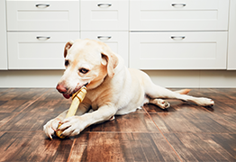 Dog chewing on a bone