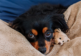 Puppy with upset stomach cuddling with teddy bear