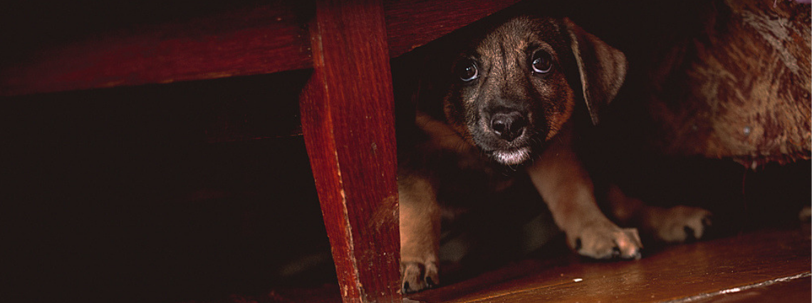 Anxious Puppy Hiding under Wardrobe