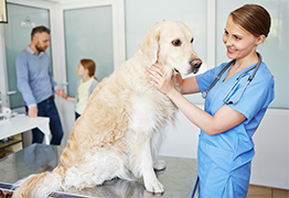 Dog at the Vet