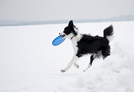 Dog Playing With Frisbee