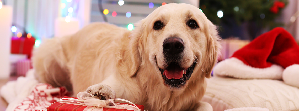 Dog with Present