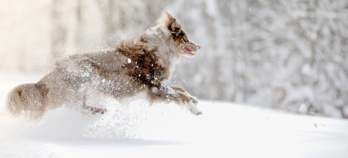 Keeping Your Dog Active During the Winter Months