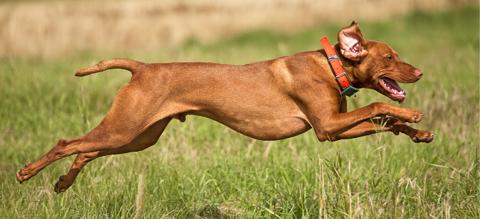 Grooming Your Dog for Hunting Season