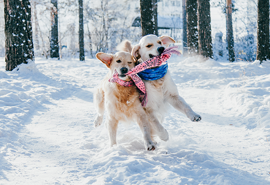 Two Dogs Playing Together