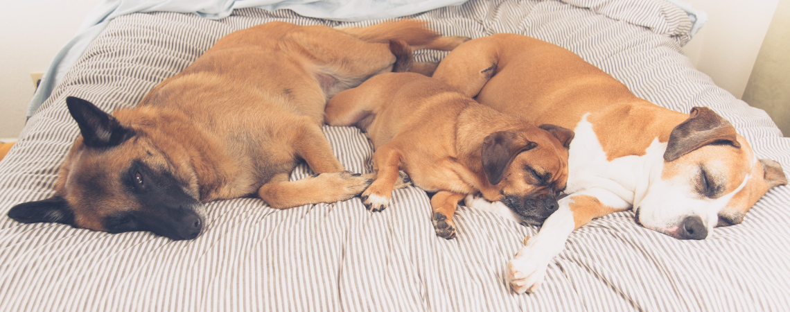 THREE DOGS LAYING ON OWNER'S BED