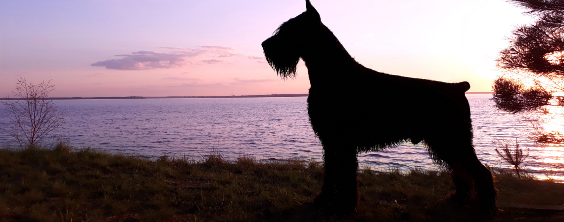 GIANT SCHNAUZER