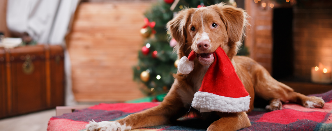 Nova Scotia Duck Tolling Retriever