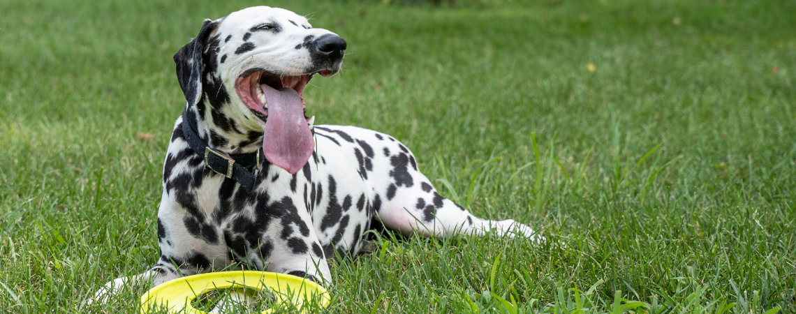 DALMATION