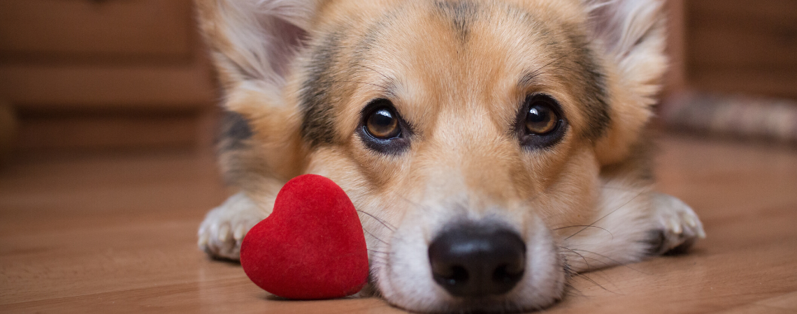 CORGI PUPPY WITH RED HEART