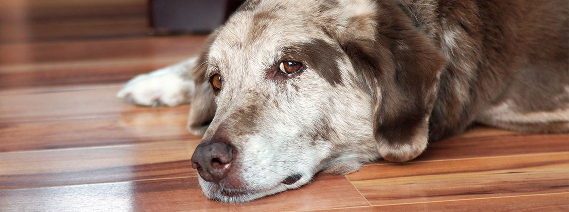 Sad and tired dog laying down