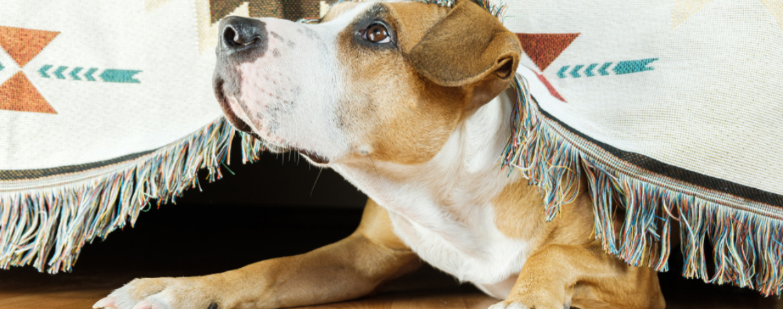 ANXIOUS DOG HIDING UNDER THE BED