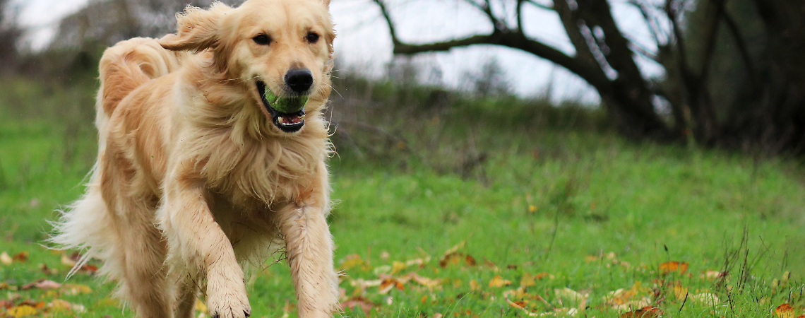 GOLDEN RETRIEVER