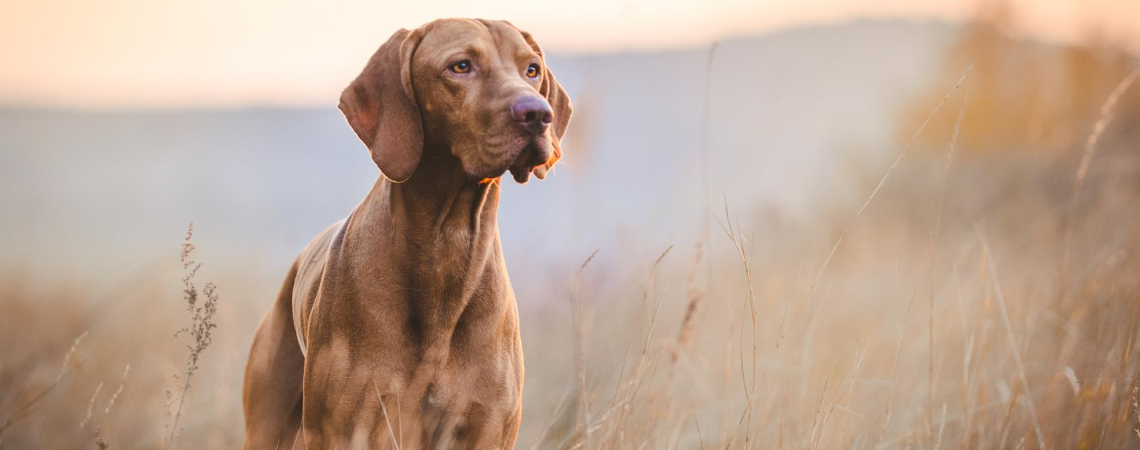 HUNTING DOG