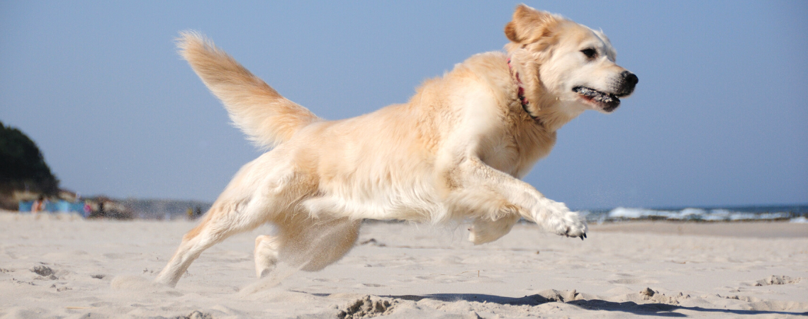 LEAPING GOLDEN