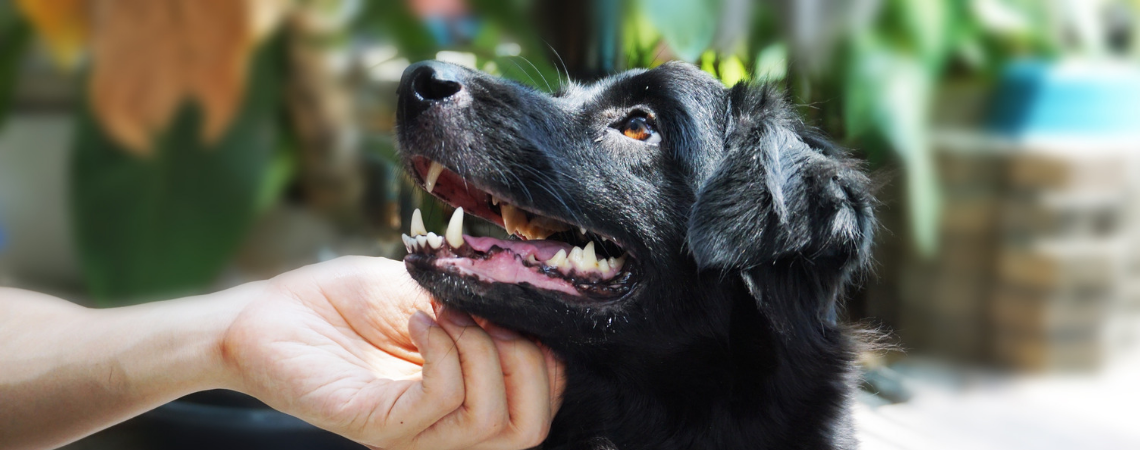 BLACK LAB