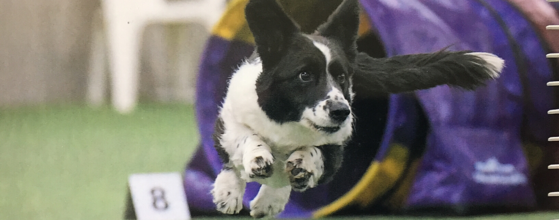 EDDIE THE CARDIGAN WELSH CORGI