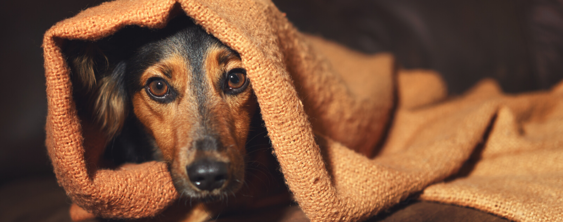 ANXIOUS DOG 