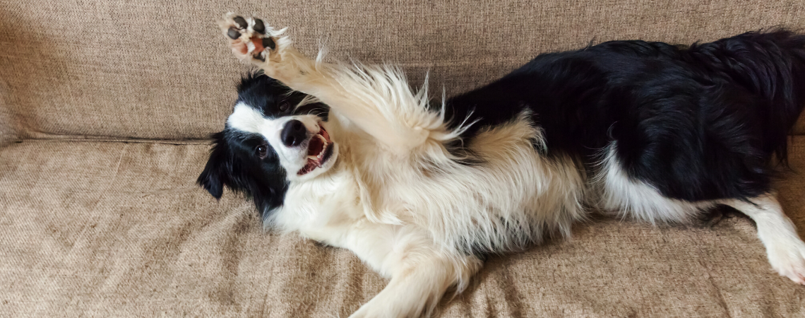 DOG ON COUCH