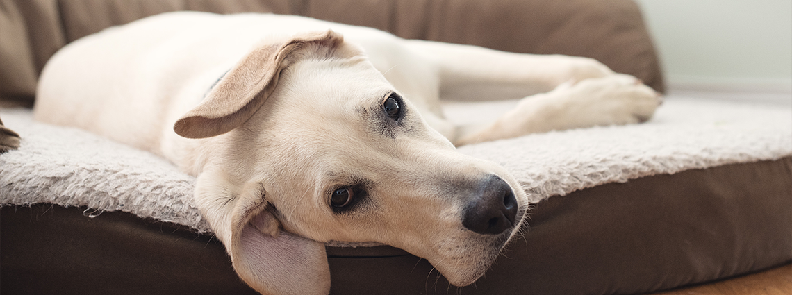 Tired Sad Dog Laying Down