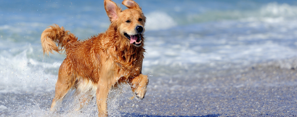 GOLDEN RETRIEVER RUNNING THROUGH OCEAN